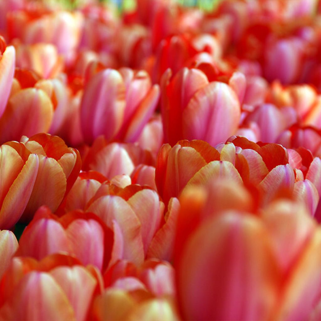Tulipe Darwin Apricot Impression