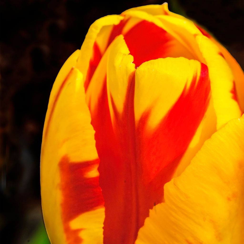 Tulipa Darwin hybrid Banja Luka - Darwin hybrid Tulip