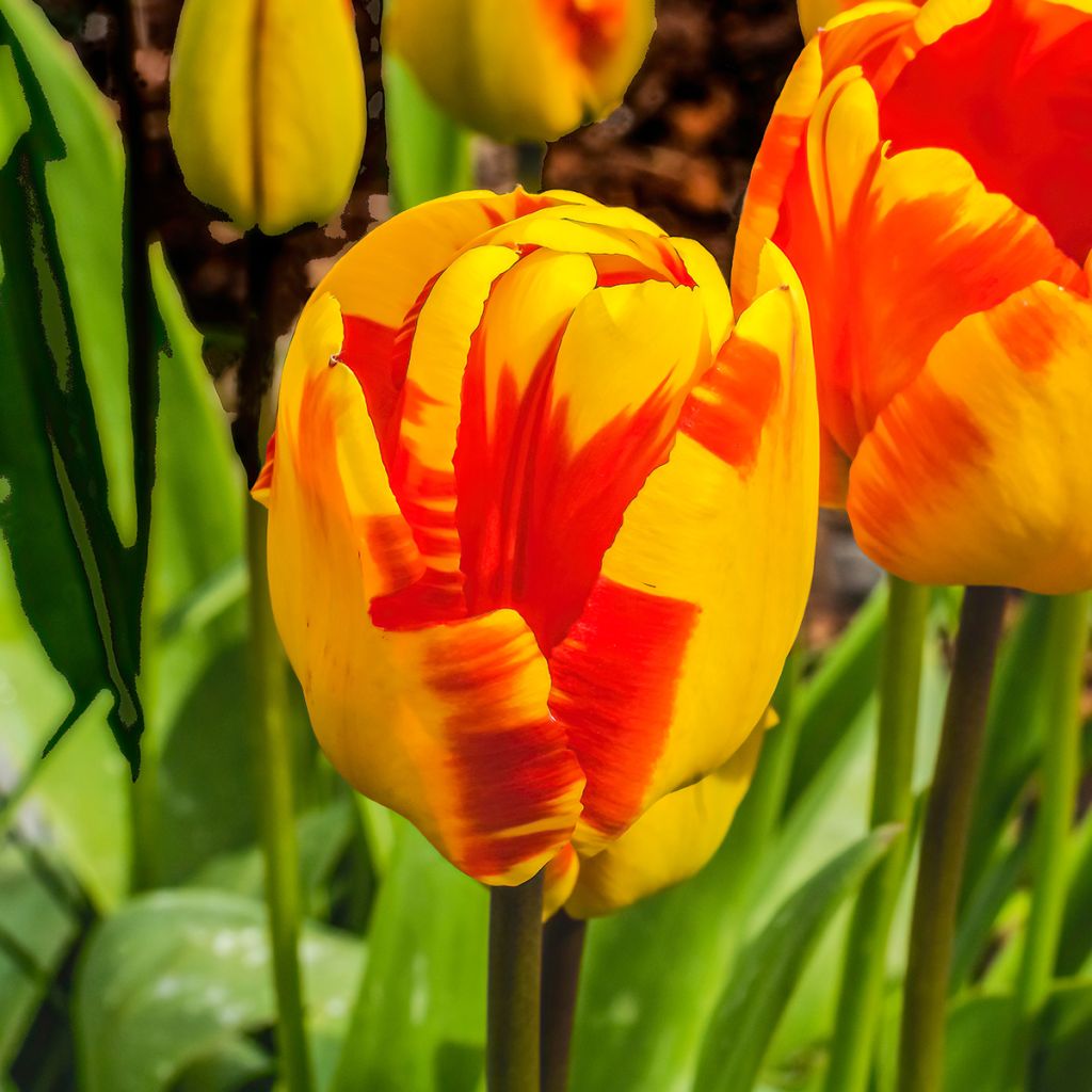 Tulipa Darwin hybrid Banja Luka - Darwin hybrid Tulip