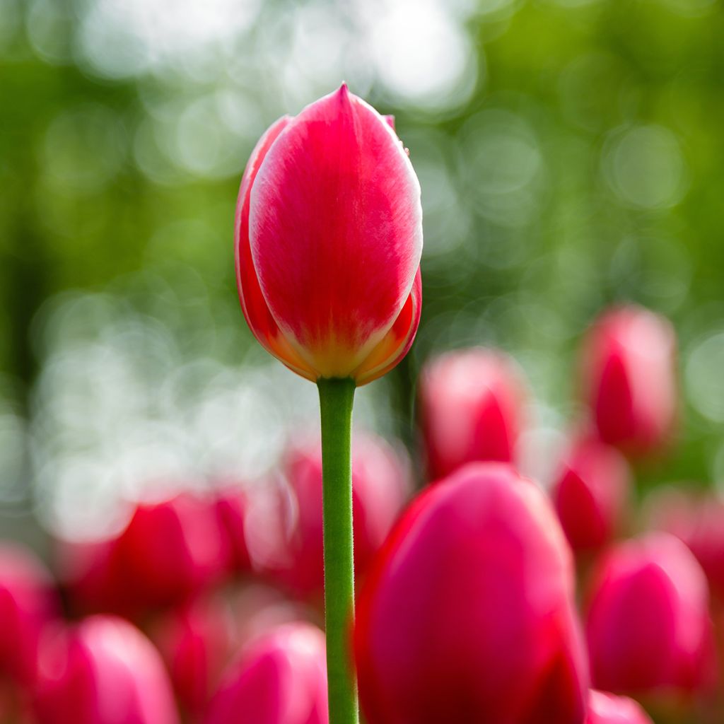 Tulipa Candy Apple Delight - Darwin hybrid Tulip