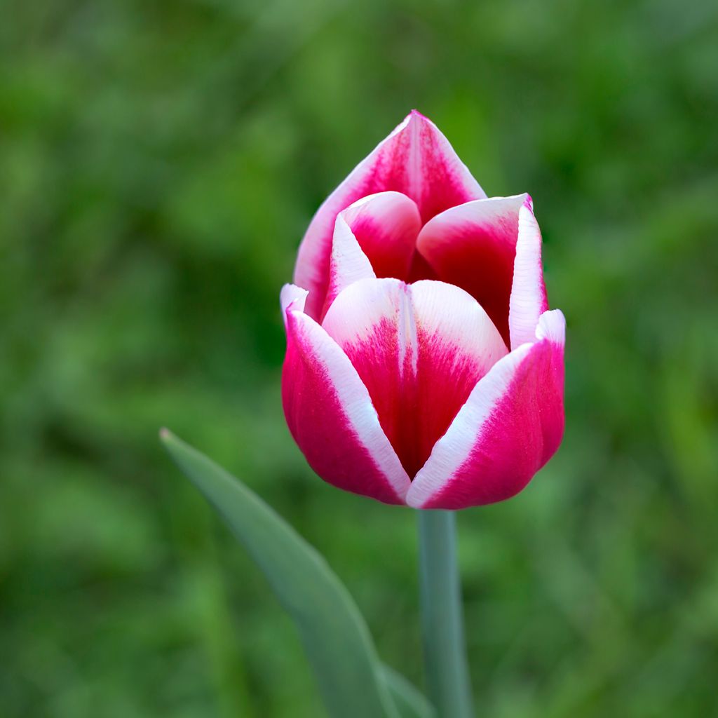 Tulipa Candy Apple Delight - Darwin hybrid Tulip