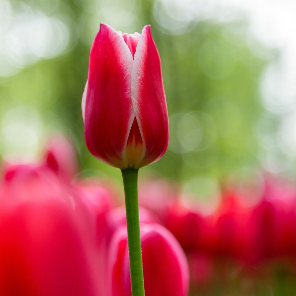 Tulipa Candy Apple Delight - Darwin hybrid Tulip