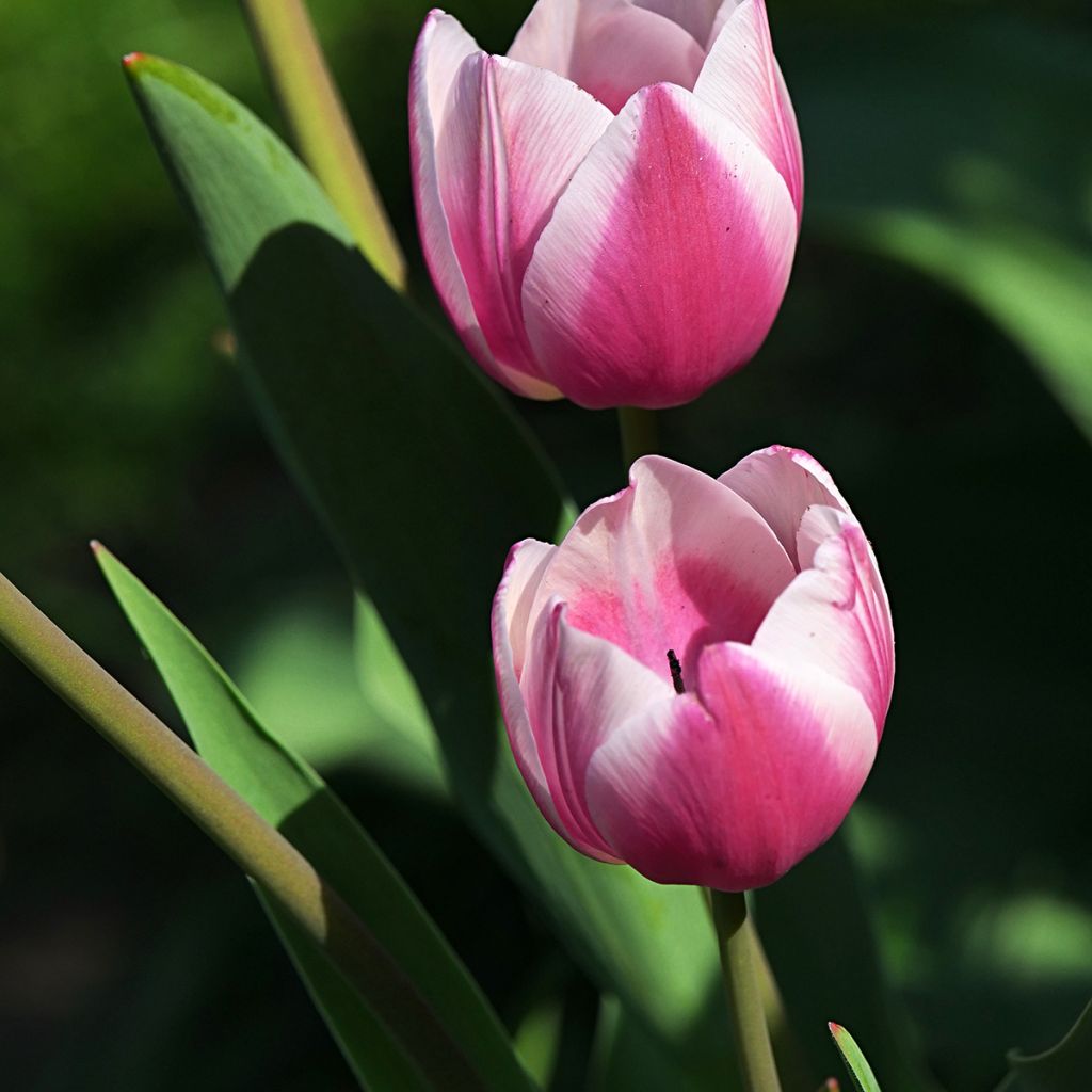 Tulipa Ollioules - Darwin hybrid Tulip