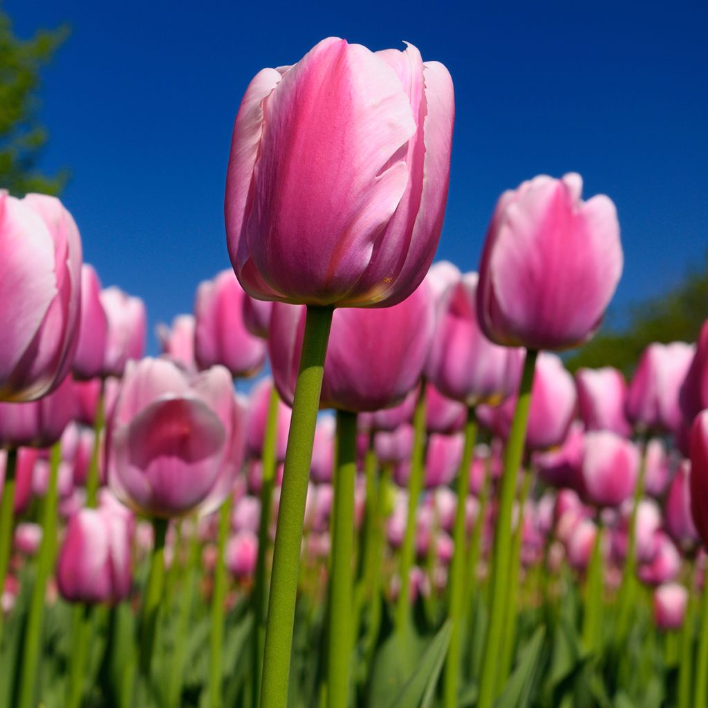 Tulipa Ollioules - Darwin hybrid Tulip