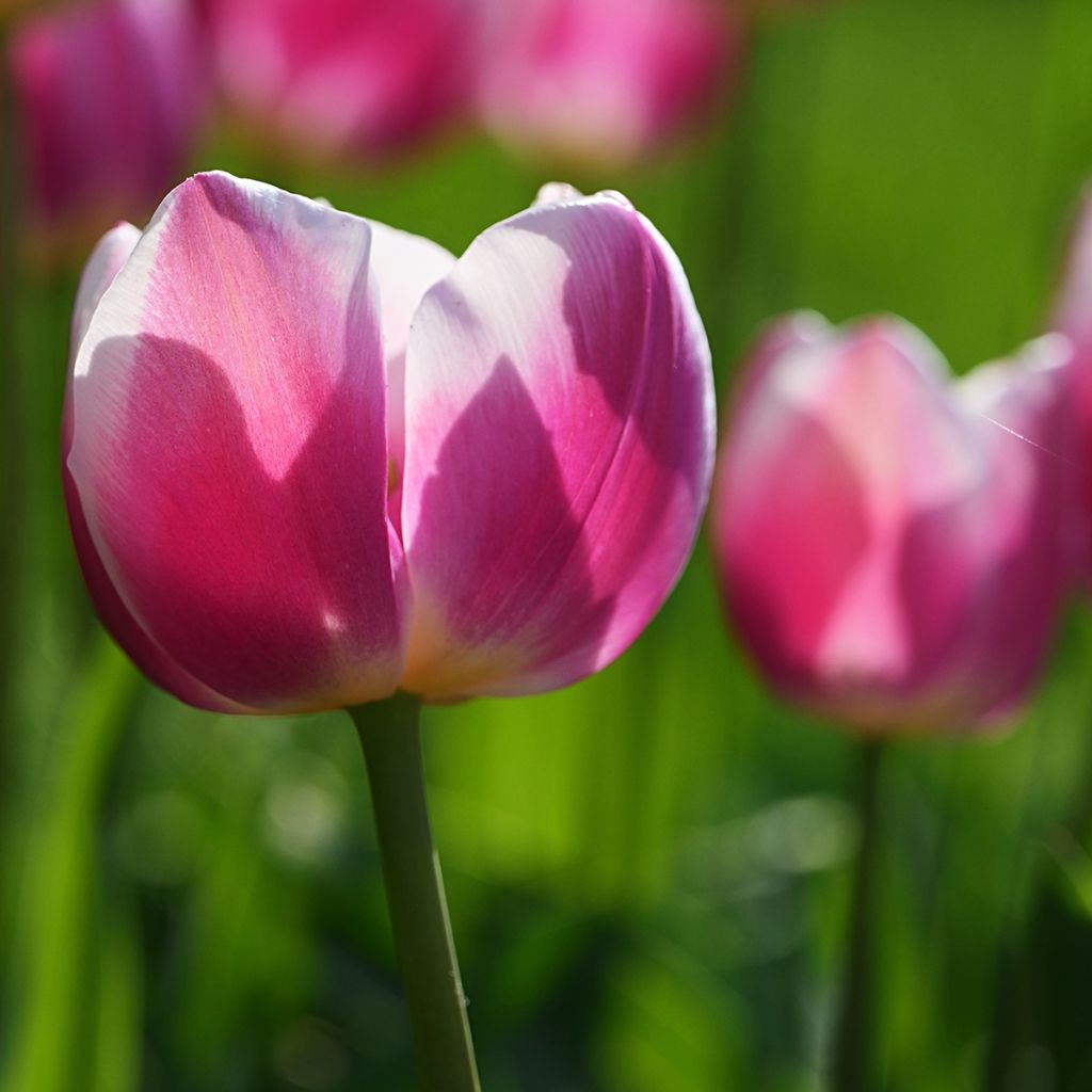 Tulipa Ollioules - Darwin hybrid Tulip