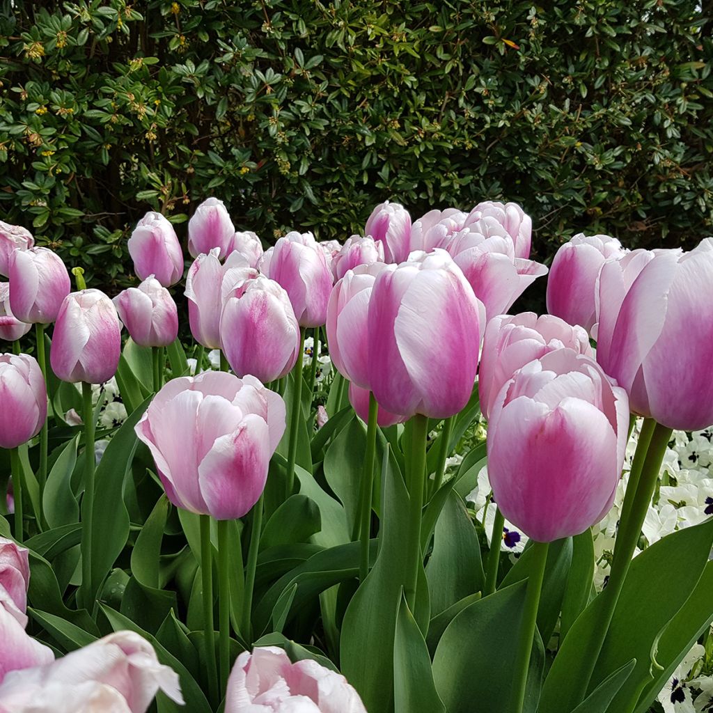 Tulipa Ollioules - Darwin hybrid Tulip