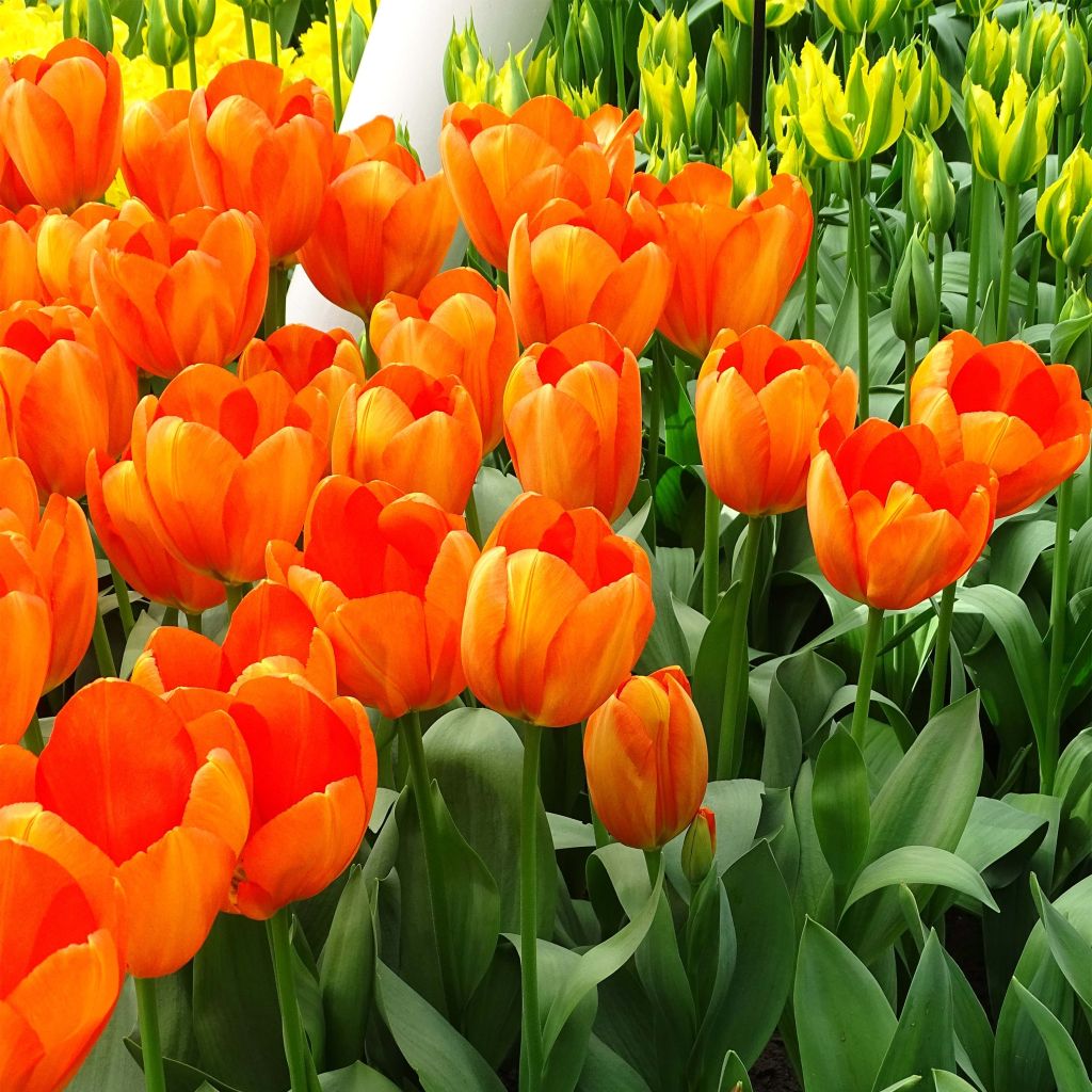 Tulipe Darwin Orange Balloon