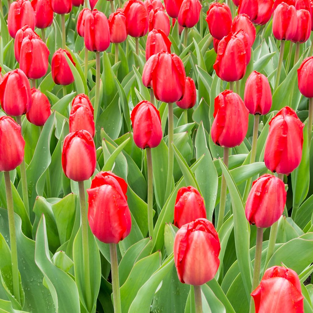 Tulipa Red Impression - Darwin hybrid Tulip