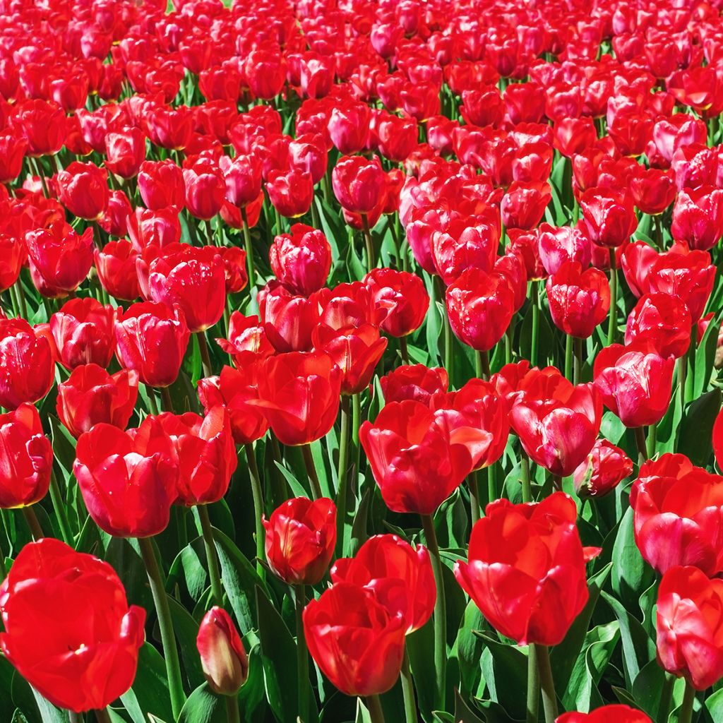 Tulipa Red Impression - Darwin hybrid Tulip