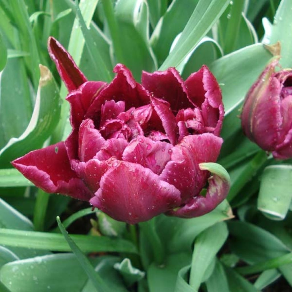 Tulipe Double David Teniers