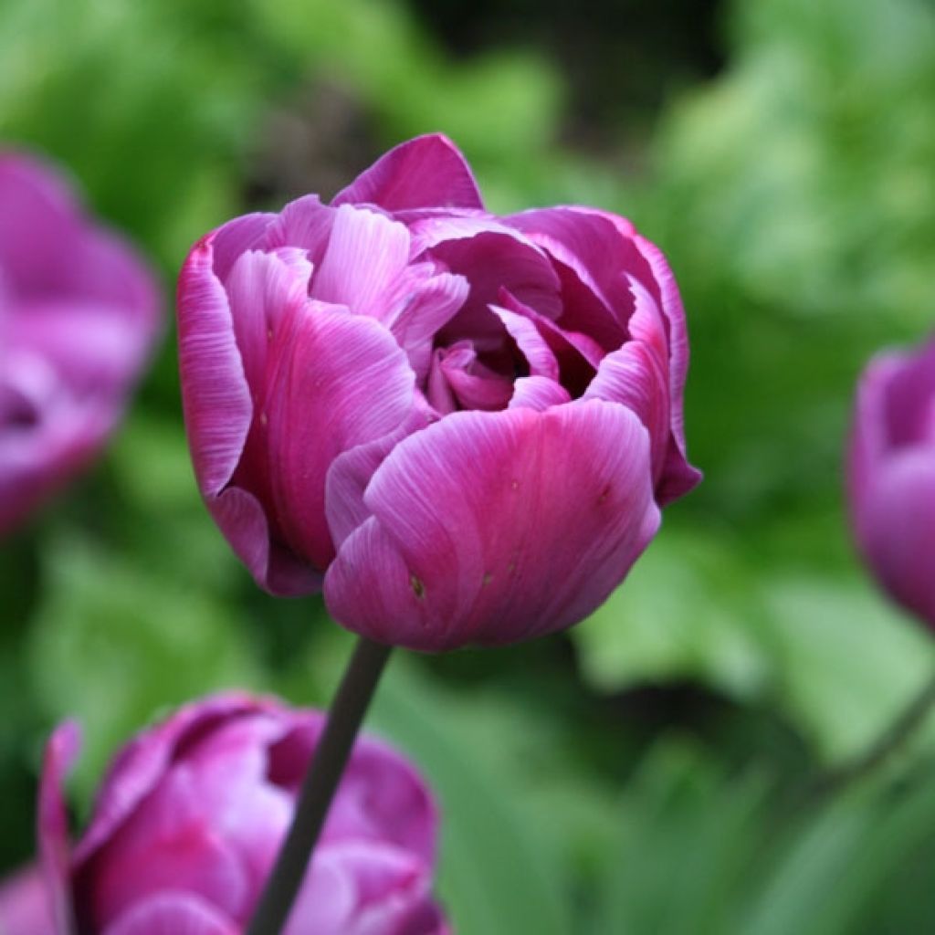 Tulipe Double Diamant Bleu