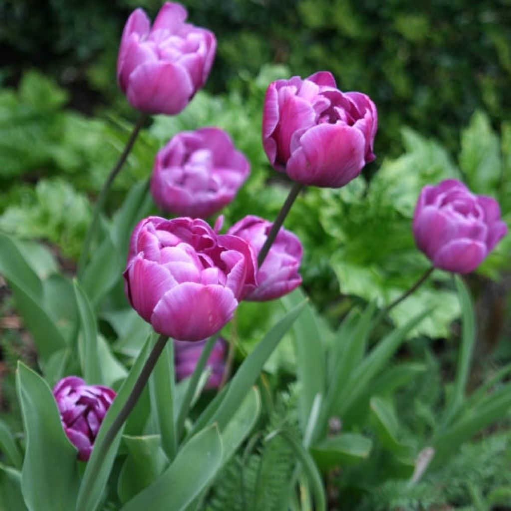 Tulipe Double Diamant Bleu