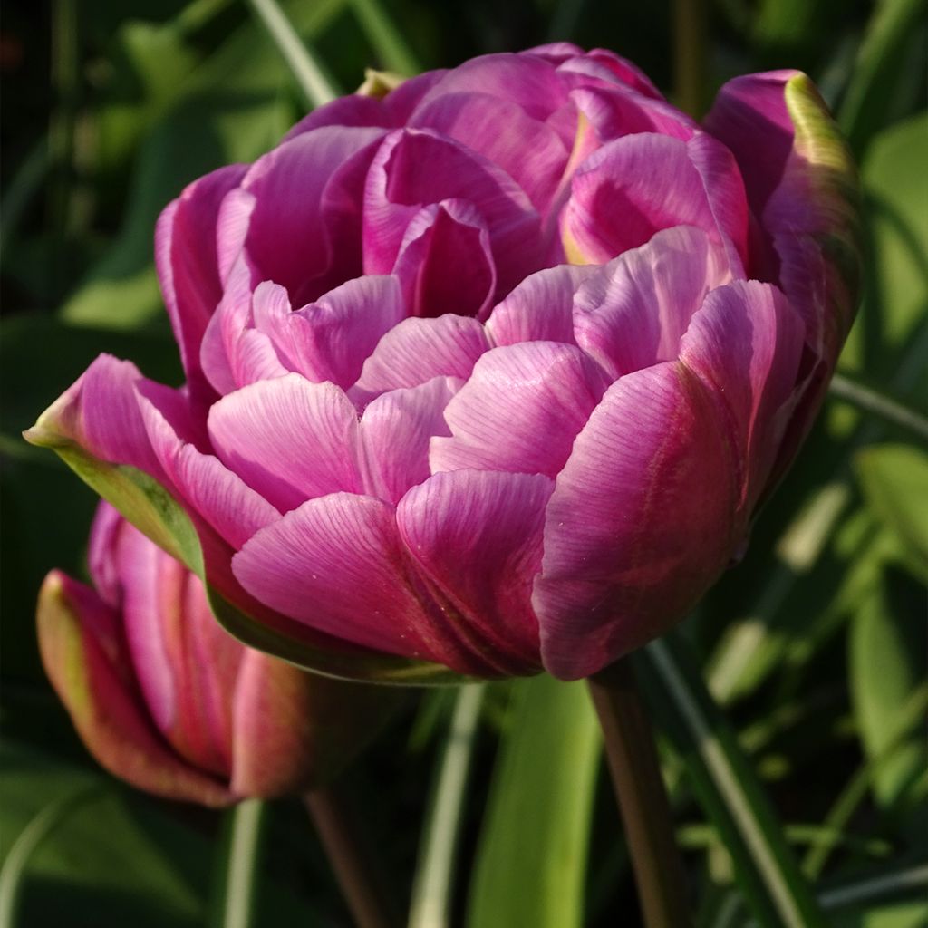 Tulipa Blue Diamond