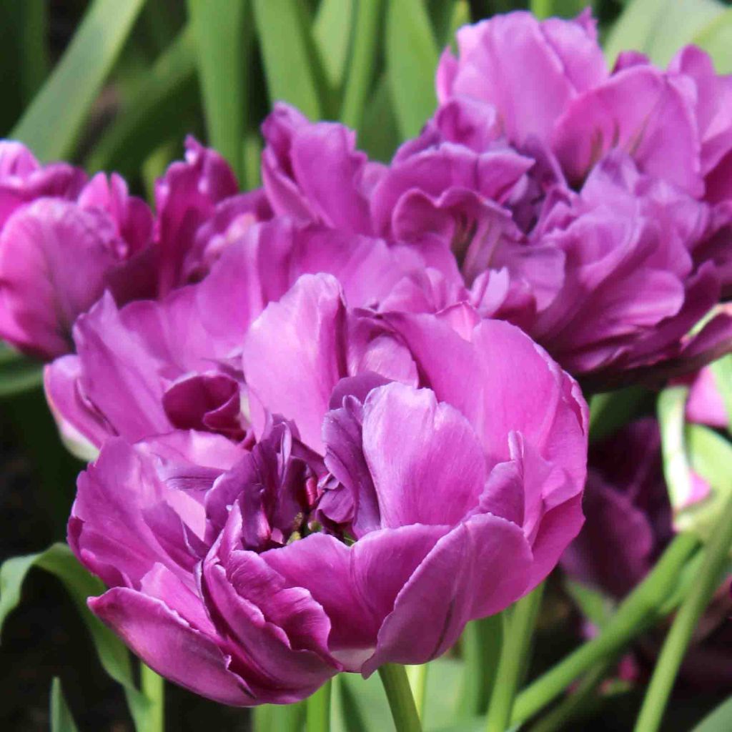 Tulipe Double Hative Purple Pion