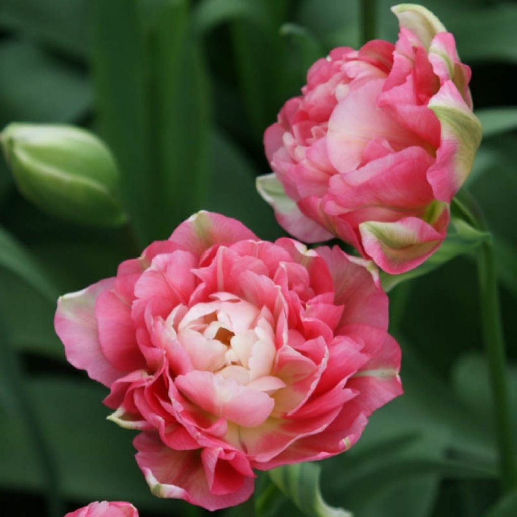 Tulipe Double Sugar