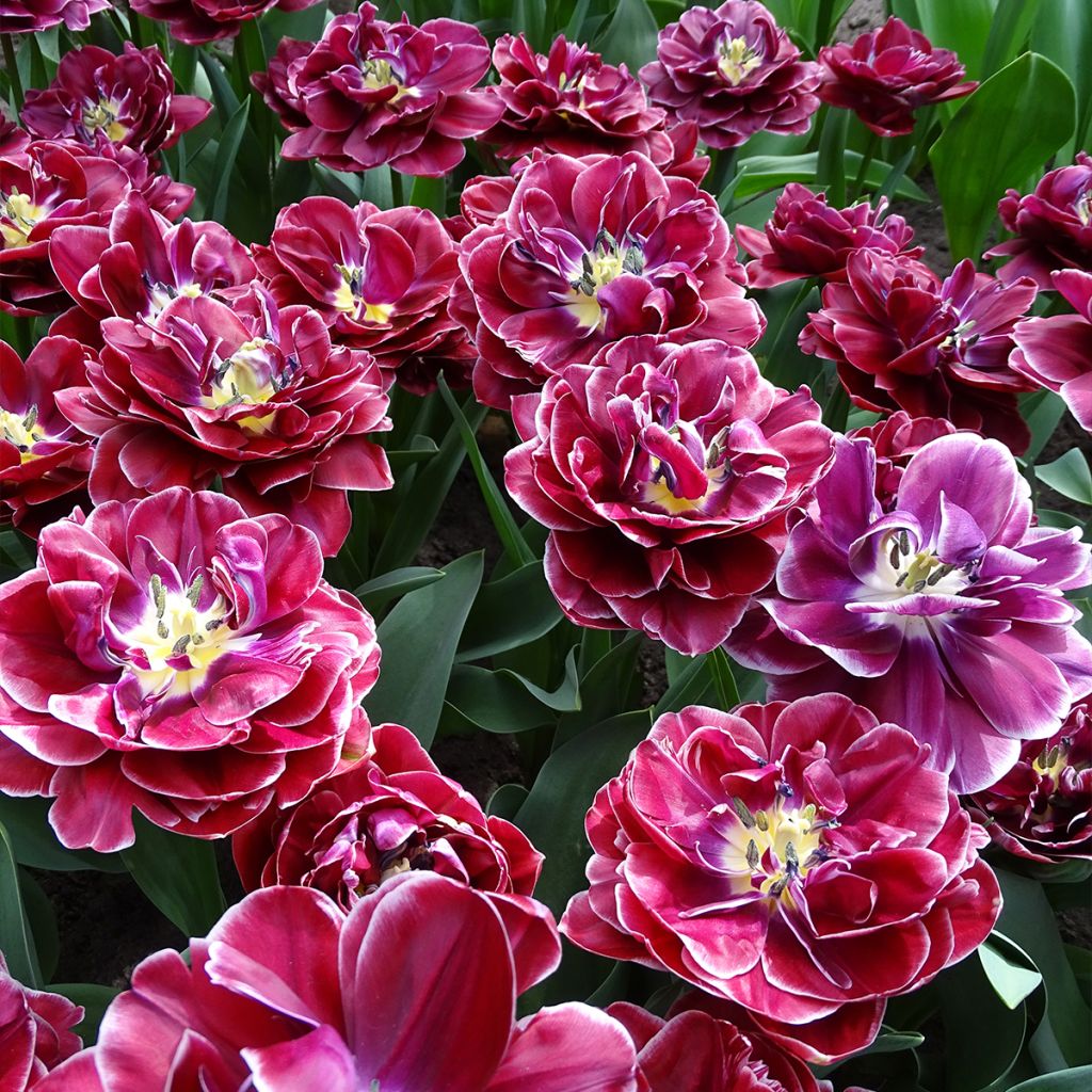 Tulipa Dream touch - Double Late Tulip