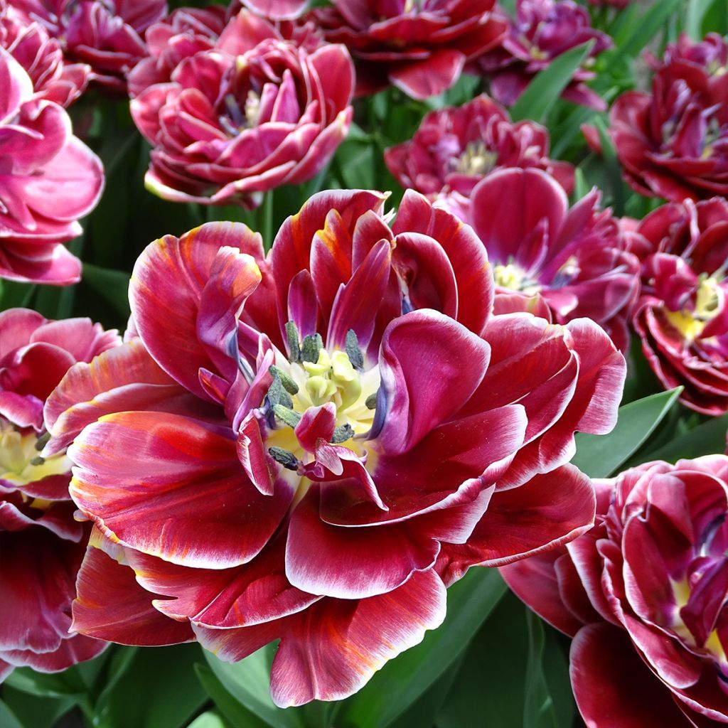 Tulipa Dream touch - Double Late Tulip