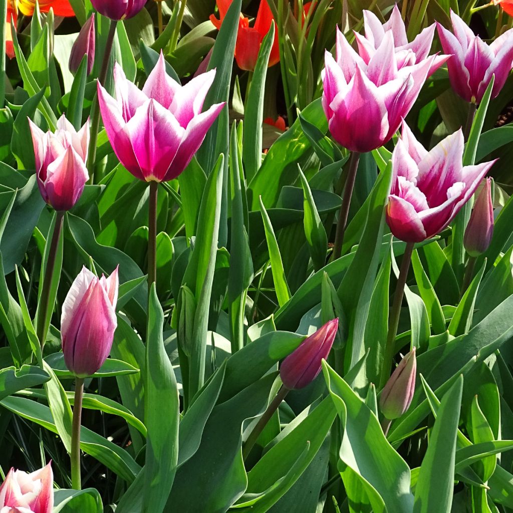 Tulipa Claudia - Lily flowering Tulip