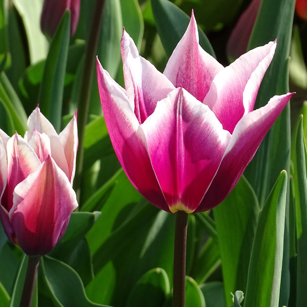 Tulipa Claudia - Lily flowering Tulip