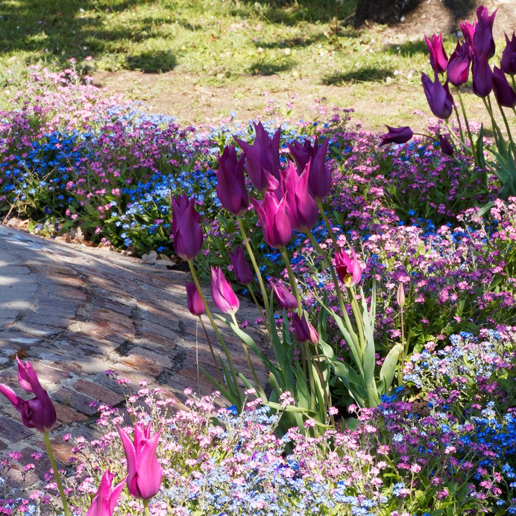 Tulipa Burgundy