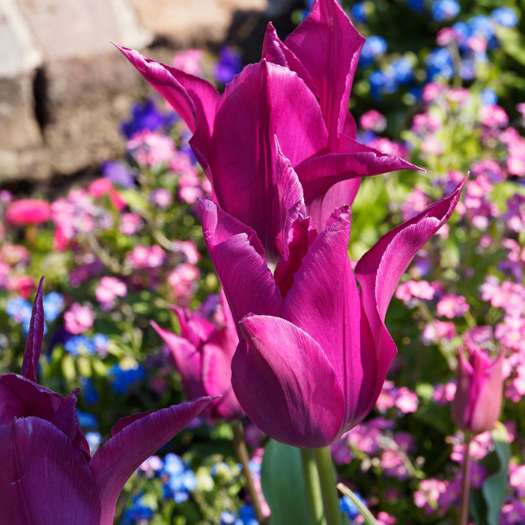 Tulipa Burgundy