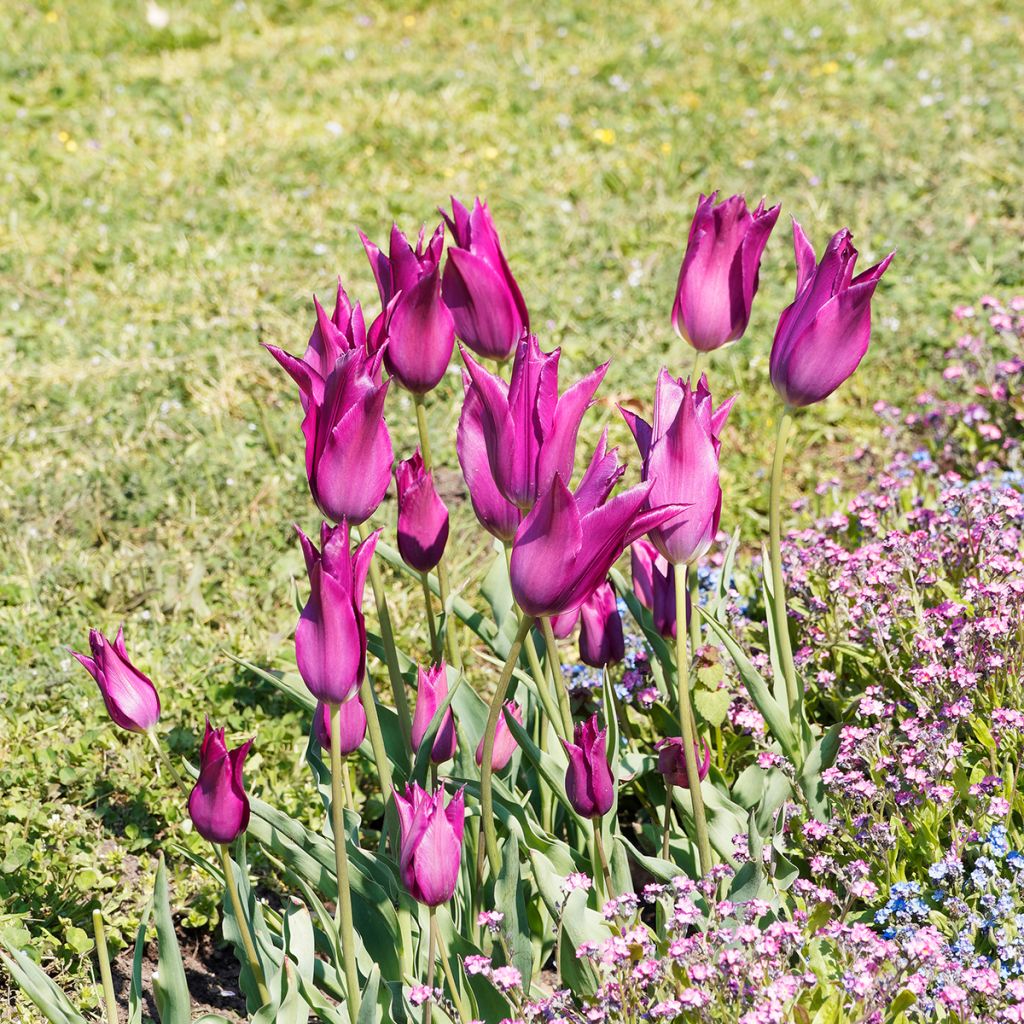 Tulipa Burgundy