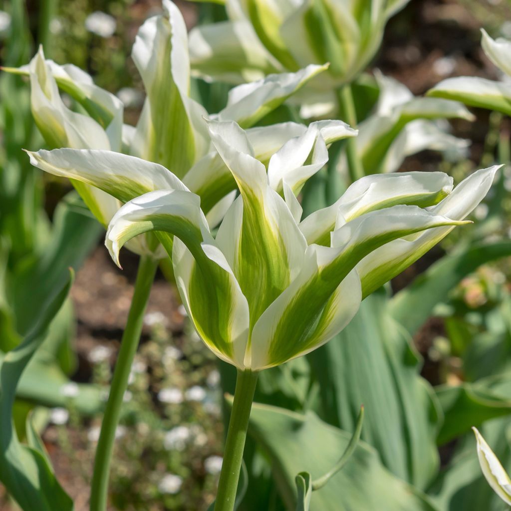 Tulipa Greenstar - Lily flowering Tulip