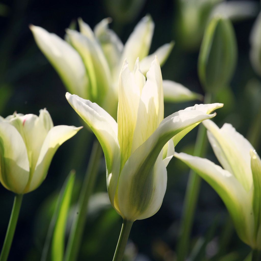 Tulipa Greenstar - Lily flowering Tulip