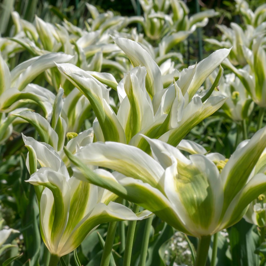 Tulipa Greenstar - Lily flowering Tulip