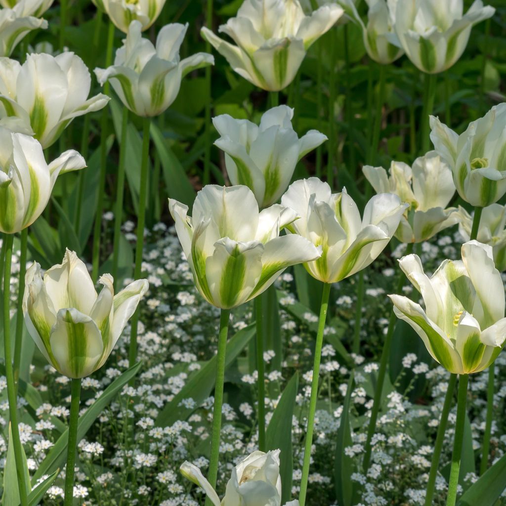 Tulipa Greenstar - Lily flowering Tulip