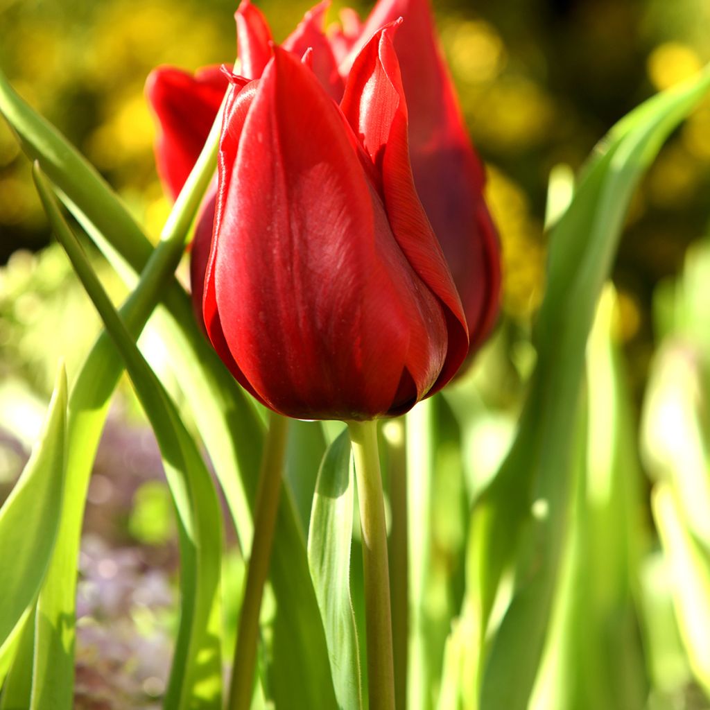 Tulipa Lasting Love - Lily flowering Tulip