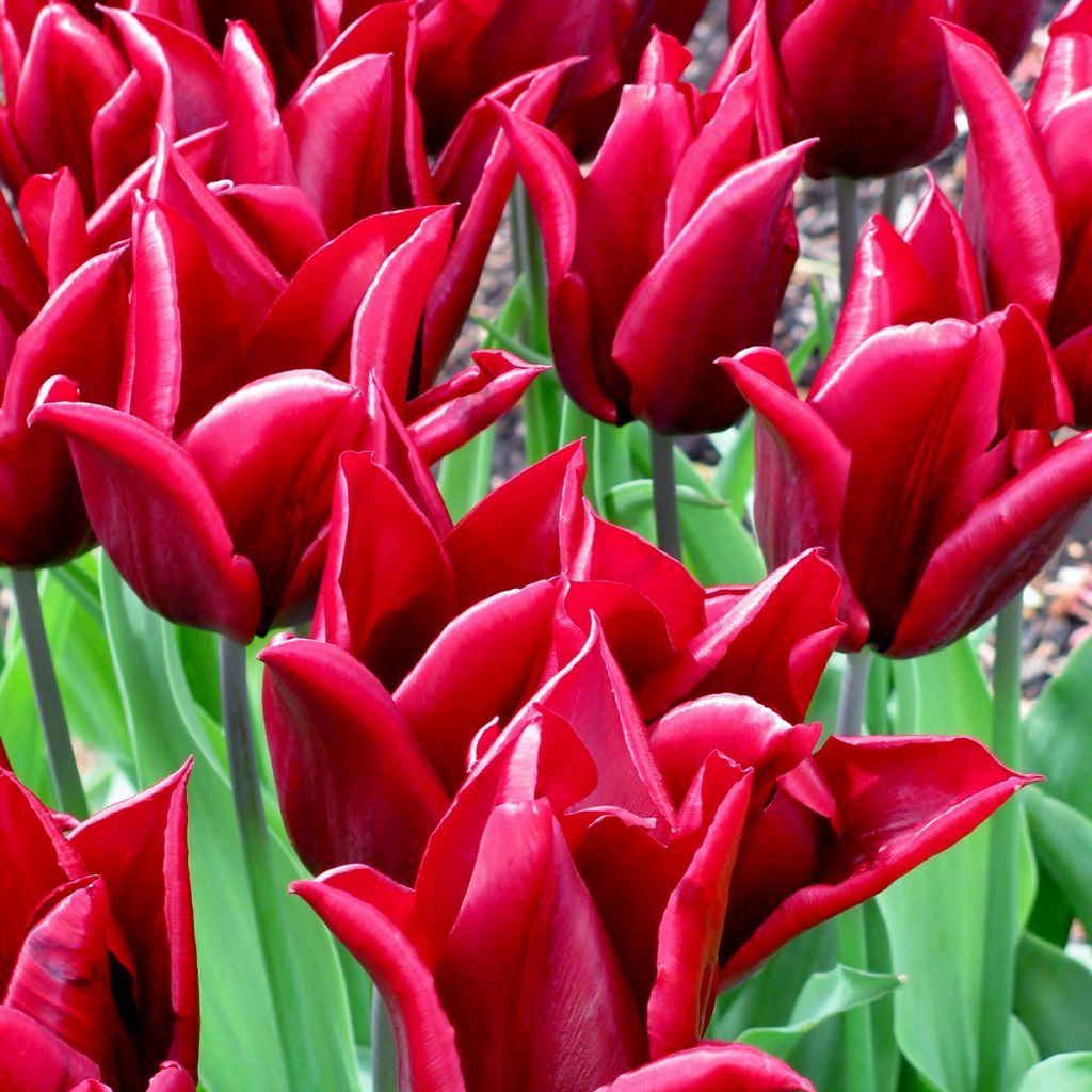 Tulipa Lasting Love - Lily flowering Tulip