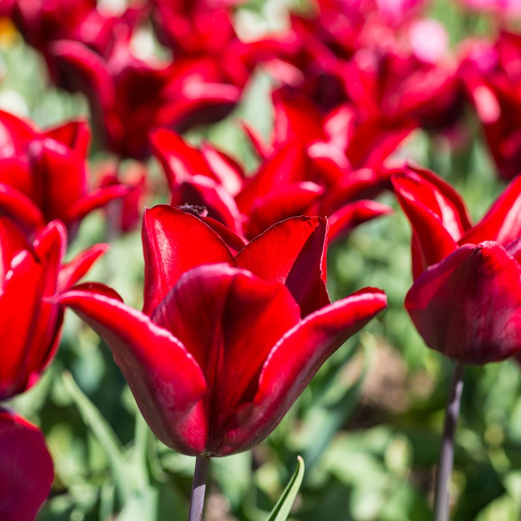 Tulipa Lasting Love - Lily flowering Tulip