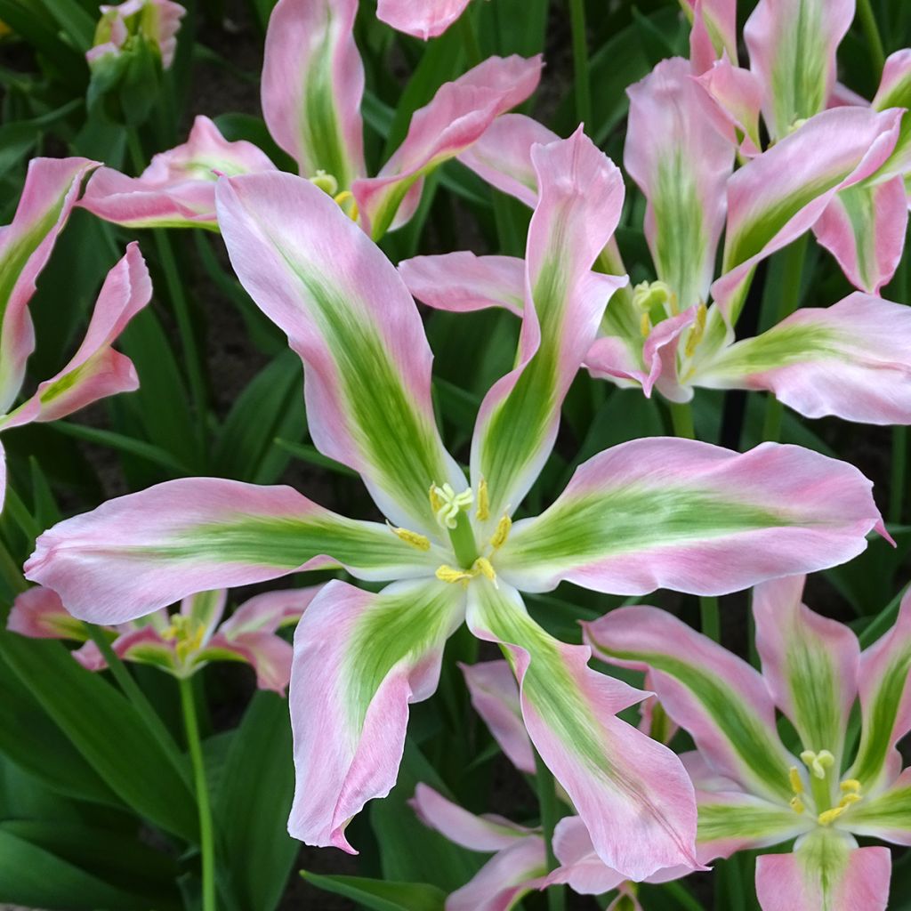 Tulipe Fleur de Lis Virichic