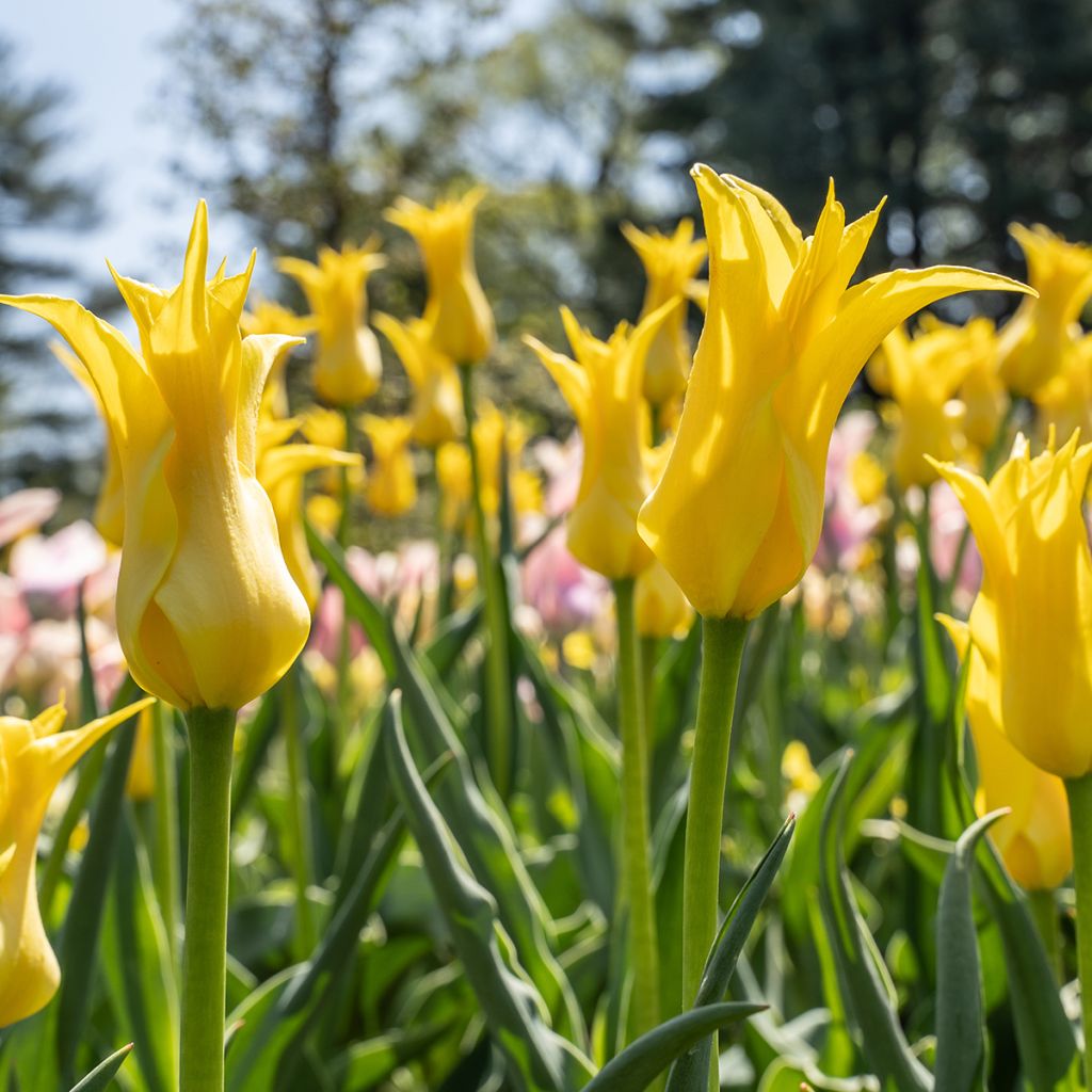 Tulipa West Point