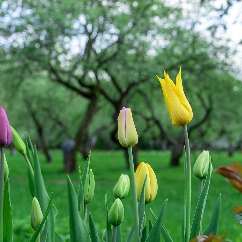 Tulipa West Point