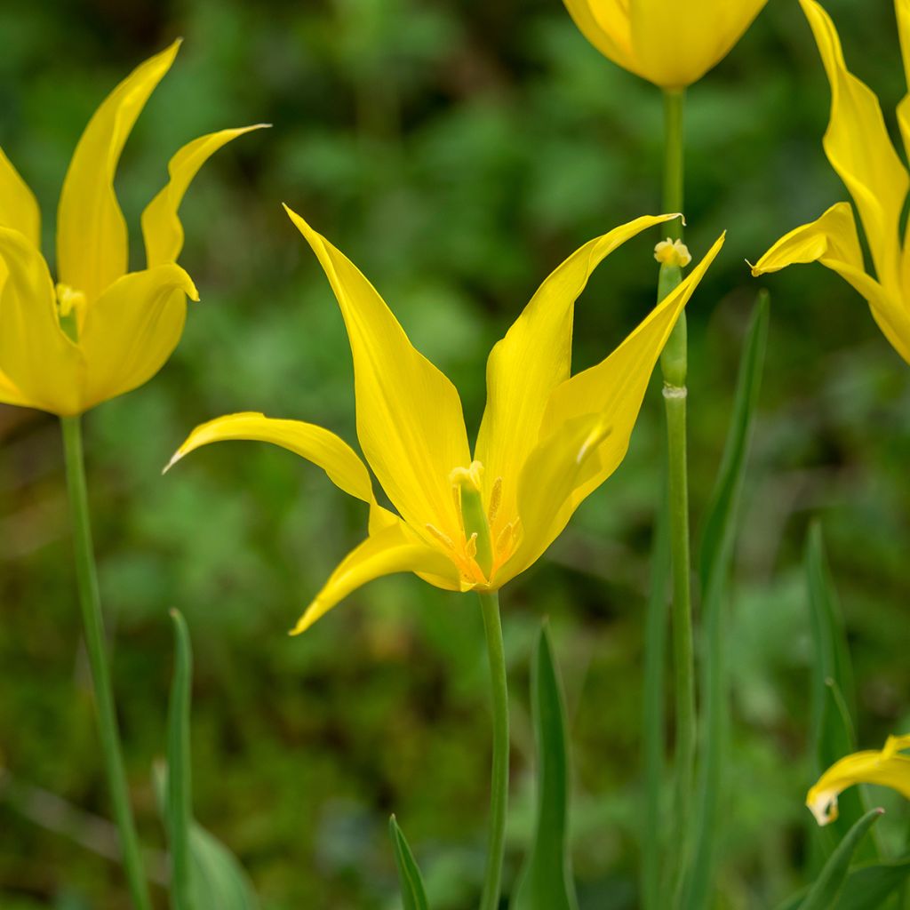 Tulipa West Point