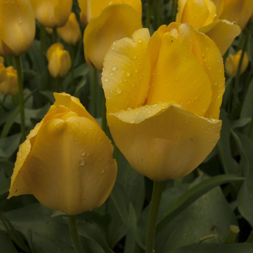 Tulipe Golden Girl