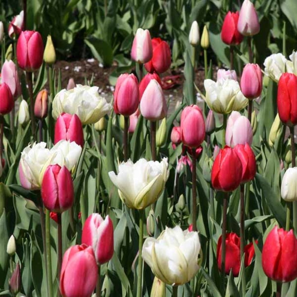 Harmonie Tulipes Lollipops