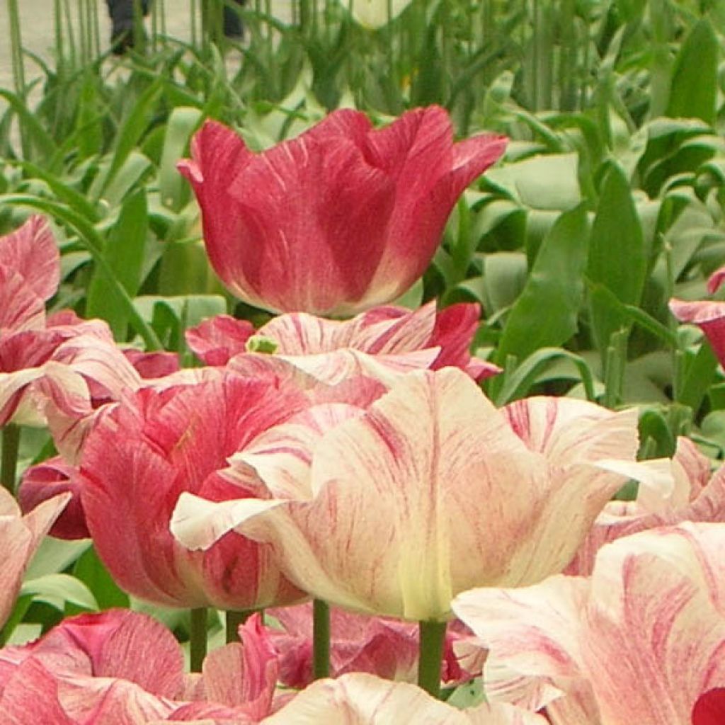 Tulipa Hemisphere - Triumph Tulip