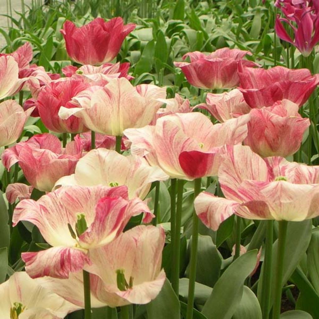 Tulipa Hemisphere - Triumph Tulip