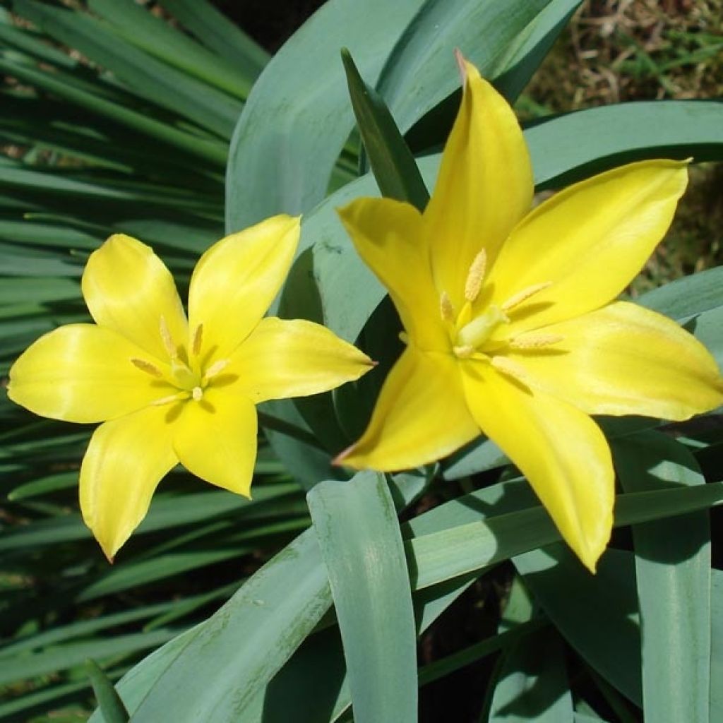 Tulipe Botanique kolpakowskiana