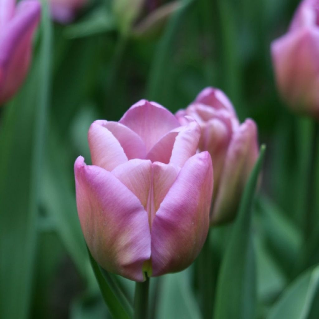 Tulipa Magic Lavender - Triumph Tulip