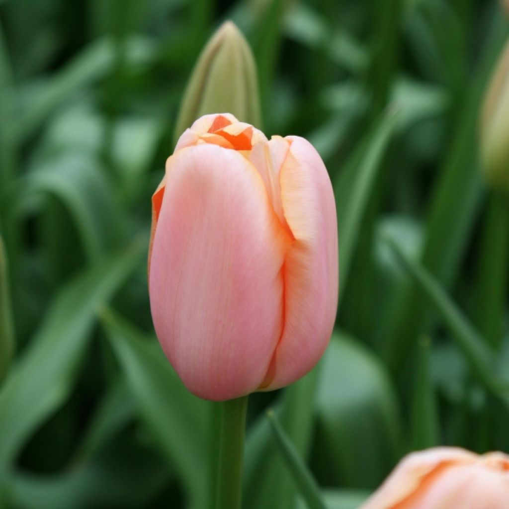 Tulipe Triomphe Menton