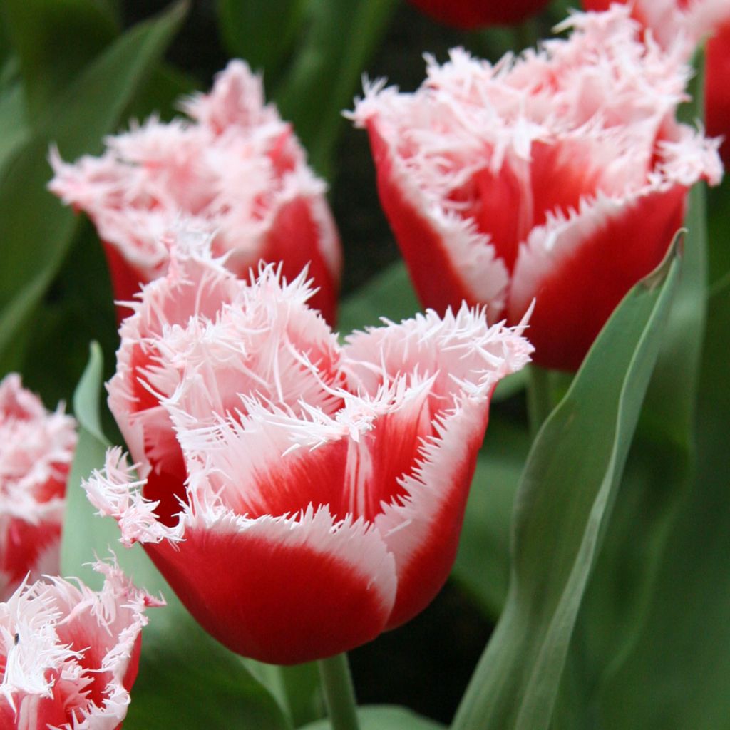Tulipa New Santa - Fringed Tulip