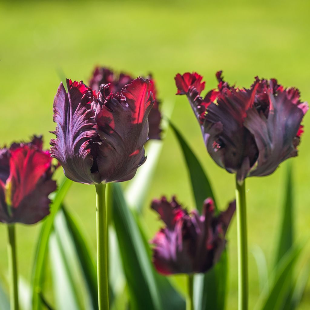 Tulipa Black Parrot - Parrot Tulip