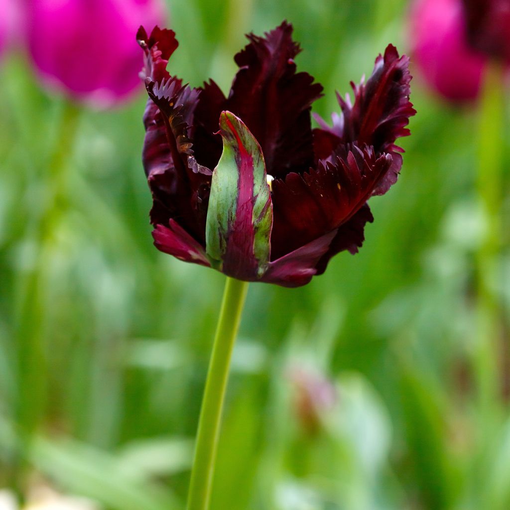 Tulipa Black Parrot - Parrot Tulip