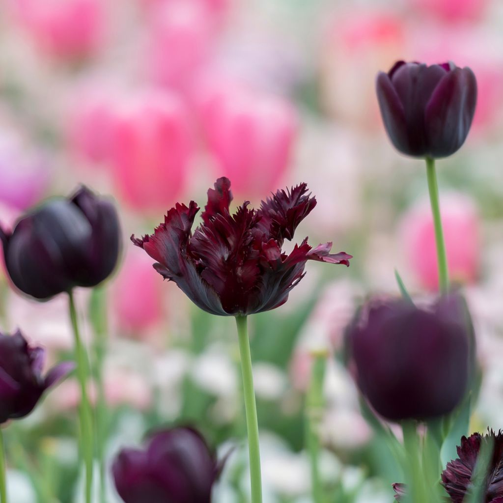 Tulipa Black Parrot - Parrot Tulip