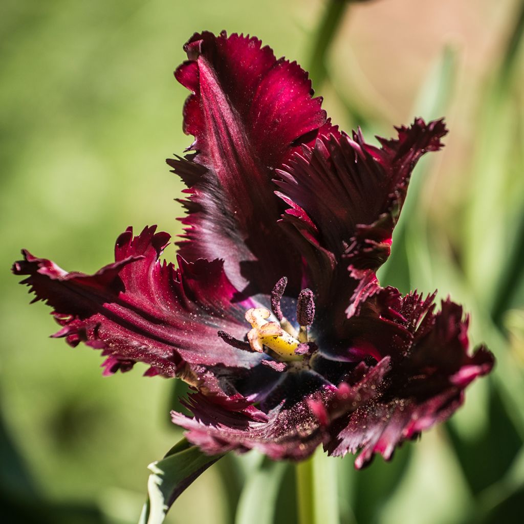 Tulipa Black Parrot - Parrot Tulip