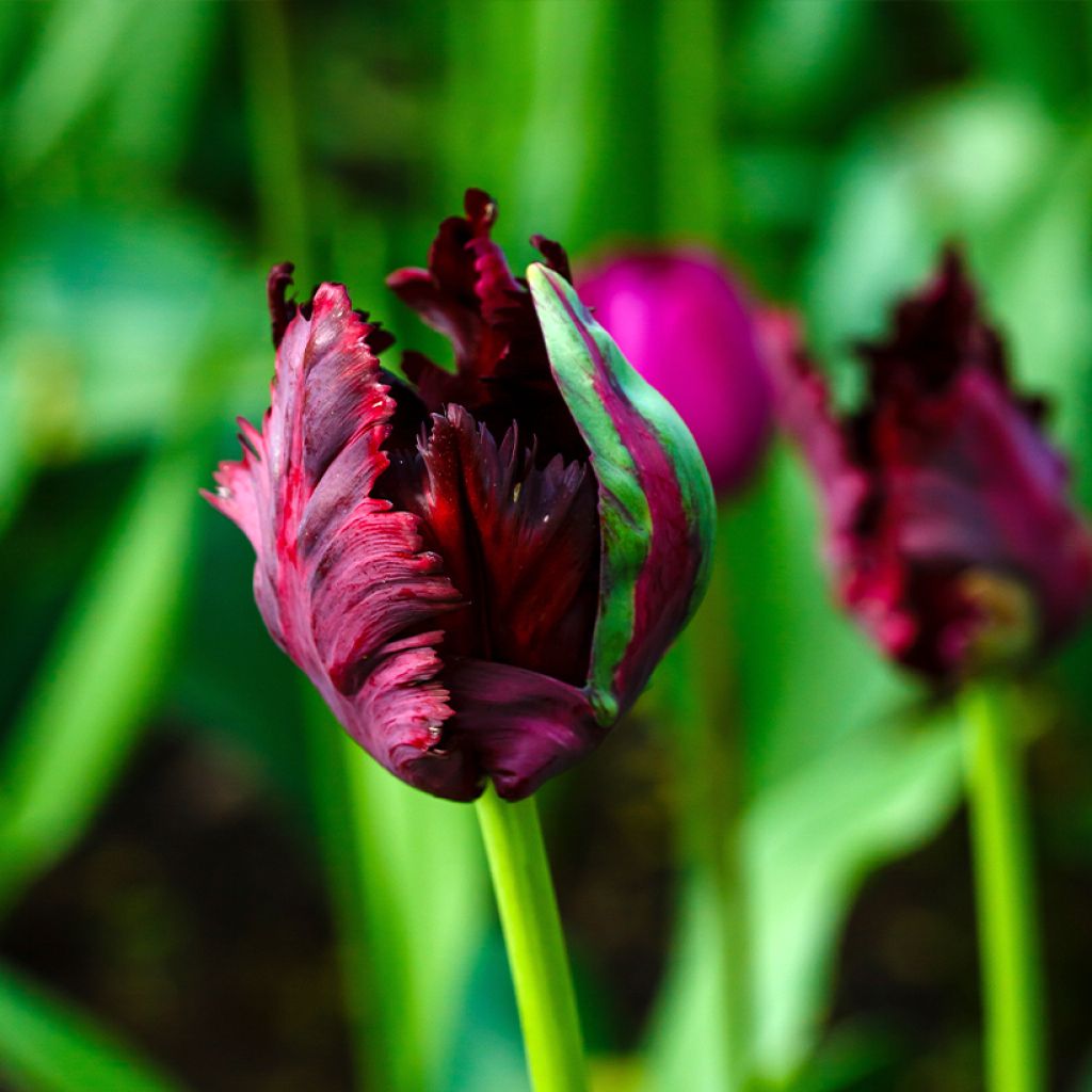 Tulipa Black Parrot - Parrot Tulip